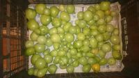 Лот: 12070040. Фото: 2. Помидоры (3л. ведро). Продукты