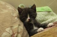 Лот: 3012882. Фото: 4. Котята, котенок, киска!. Красноярск