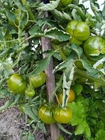 Лот: 15197354. Фото: 2. Томаты (помидоры), семена Сорт... Семена, рассада, садовые растения