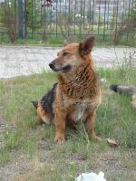 Лот: 1880235. Фото: 2. Собачка, хорошая, отдается. Животные и уход