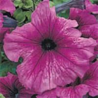 Лот: 6709423. Фото: 2. Петуния крупноцветковая (Petunia... Семена, рассада, садовые растения