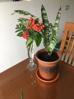 Лот: 23565669. Фото: 2. Тещин язык. Сансеверия в керамическом... Комнатные растения и уход