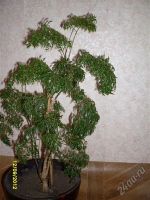 Лот: 2139096. Фото: 2. полисциас фрутикоза большой!с... Комнатные растения и уход