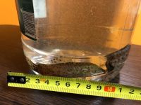 Лот: 25897549. Фото: 5. Сомики 2 шт.