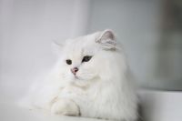 Лот: 10626100. Фото: 6. Британский длинношёрстный кот...