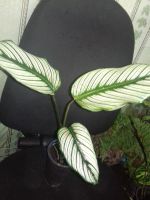 Лот: 5342029. Фото: 2. Калатея Мажестика'White Star'. Комнатные растения и уход