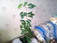 Лот: 8712376. Фото: 3. циссус Элен Даника. Растения и животные