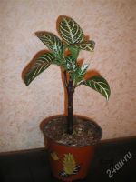 Лот: 841782. Фото: 3. Афеландра красавица!. Растения и животные