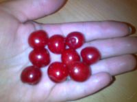 Лот: 5749566. Фото: 7. Ягода Вишня с куста! Никакой химии