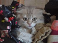 Лот: 5167430. Фото: 6. Милые котята!