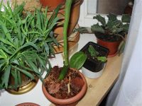 Лот: 2860553. Фото: 2. орхидея зигопеталум Райн блю Ангел... Комнатные растения и уход