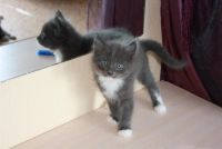 Лот: 2997602. Фото: 4. ОТДАМ КОТЯТ!!!!. Красноярск