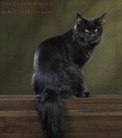 Лот: 13683737. Фото: 6. Котята Мейн Кун