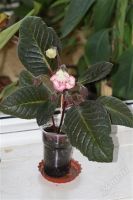 Лот: 2909284. Фото: 2. Глоксиния6 (цветущее растение). Комнатные растения и уход
