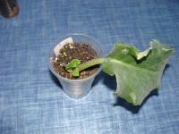 Лот: 1457767. Фото: 2. фиалка РС-Арлекино. Комнатные растения и уход