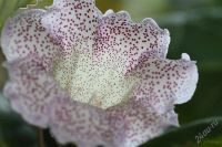 Лот: 2889187. Фото: 3. Глоксиния 32 (цветущее растение... Растения и животные