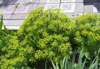 Лот: 5818270. Фото: 5. молочай кипарисовый - декоративная...