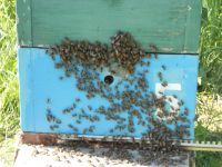 Лот: 14911912. Фото: 2. Мёд натуральный с разнотравья. Продукты