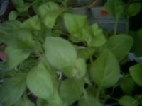 Лот: 5492764. Фото: 7. Петуния ампельная Баскин Роббинз...