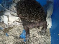 Лот: 14841275. Фото: 2. Ёжик. Животные и уход