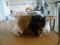 Лот: 3303004. Фото: 2. морская свинка красивая. Животные и уход