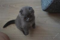 Лот: 998401. Фото: 2. Шотландский котенок!. Животные и уход