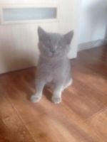 Лот: 9878061. Фото: 3. Британская кошечка. Растения и животные