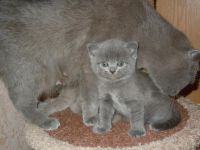 Лот: 7895555. Фото: 2. Шотландские дымчатые котята. Животные и уход
