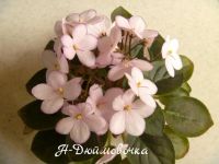 Лот: 4624038. Фото: 2. Продам детку сортовой мини фиалки... Комнатные растения и уход