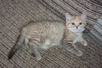 Лот: 3652738. Фото: 5. Шотландская прямоухая кошечка