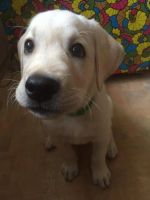 Лот: 10261145. Фото: 2. Щенок Лабрадора. Животные и уход