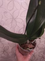 Лот: 18164312. Фото: 3. Орхидея Фаленопсис, отцвела, белая. Растения и животные