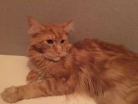 Лот: 15208078. Фото: 6. Котята мейн кун