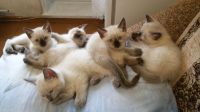 Лот: 12188894. Фото: 2. Котята. Животные и уход