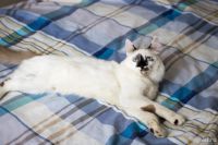 Лот: 9673660. Фото: 4. шикарный кот бесплатно. Красноярск