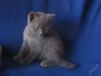 Лот: 1924008. Фото: 3. Британские голубые котята c документами... Растения и животные