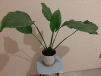 Лот: 20089824. Фото: 3. Спатифиллум (женское счастье... Растения и животные