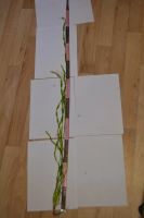 Лот: 7582088. Фото: 3. Валлиснерия спиральная 1 шт. Растения и животные