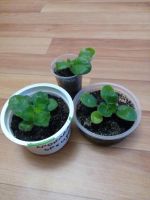 Лот: 8246146. Фото: 3. Фиалка сортовая "Кровавая орхидея... Растения и животные