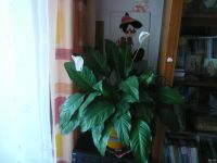 Лот: 11061231. Фото: 4. цветок растение спатиффилум парусник. Красноярск