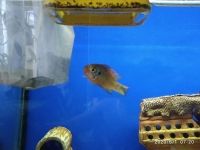 Лот: 15799180. Фото: 7. Хромис Неоновый,Меланохромис Ауратус...