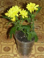 Лот: 4864054. Фото: 2. Хризантема кустовая жёлтая (мододое... Комнатные растения и уход