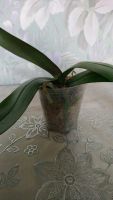 Лот: 14167239. Фото: 2. Продам орхидею Phal.Sesame. Комнатные растения и уход