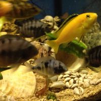 Лот: 5271254. Фото: 2. еллоу лабидохромус. Аквариумистика