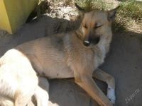 Лот: 1902105. Фото: 2. Собачка отдается на руки!. Животные и уход