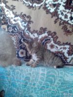 Лот: 8438778. Фото: 3. курильский бобтейл, котенок. Растения и животные