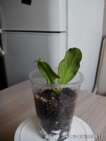 Лот: 7535695. Фото: 2. хойя (Hoya lobbii). Комнатные растения и уход