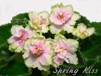 Лот: 5244758. Фото: 2. Детка фиалки Spring Kiss (Sorano... Комнатные растения и уход
