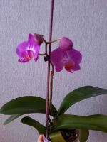 Лот: 18343086. Фото: 2. Орхидея. Комнатные растения и уход