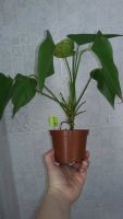 Лот: 11008516. Фото: 4. Anthurium Matiz антуриум Матиз... Красноярск